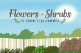 Flowers and Shrubs to Grow This Summer