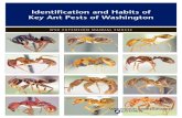 Identification and Habits of Key Ant Pests of Washington and Habits of Key Ant Pests of Washington ... of common household ants recorded as pests in the ... an incidental pest for