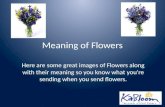 Meaning Of Flowers -  Kabloom Flowers