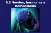 6.5 Nervios, hormonas y homeostasis. Sistema nervioso El sistema nervioso se divide en el sistema nervioso central (SNC) y en el sistema nervioso perif©rico