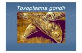 Biologia - Toxoplasmose