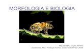 Morfologia abelha
