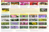 Save the bees: plant flowers and trees! - summary ext publications/2¢  Save the bees: plant flowers