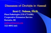 Diseases of Orchids in Hawaii - CTAHR Website > Home 2010-09-13¢  Diseases of Orchids in Hawaii Scot