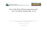 Feral Pig Management on Tejon Ranch, Executive Summary ... California condor. Somewhat less iconic are