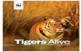 Tigers Alive - 4 TIGERS ALIVE WWF and Tigers WWF¢â‚¬â„¢s Tigers Alive Initiative operates in 12 of the 13