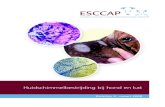 Huidschimmelbestrijding bij hond en kat · PDF file Schimmels dringen de haarschacht en het verhoornde epitheel binnen. Karakteristiek zijn de alopecia op de kop, oren en voorpoten.
