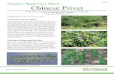 Pasture Weed Fact Sheet Chinese Privet privet thickets eliminates grass and many other understory plants