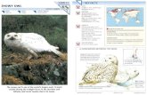 Wildlife Fact File - Birds - 11-20