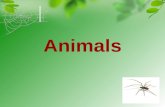 Animals Wild animals Domestic animals Pets Riddles