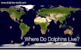 Where Do Dolphins Live?
