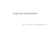 Tracheal extubation