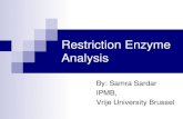 Restriction Enzyme Analysis - IPMB Gazette -  .Restriction enzyme analysis