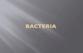 Bacteria ced