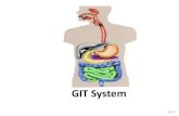 Gastrointestinal tract (GIT)