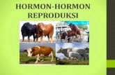 HORMON-HORMON REPRODUKSI -  ? ‚ REPRODUKSI Penting bagi kelanjutan suatu jenis /bangsa hewan Berlangsung setelah mencapai pubertas Diatur oleh kelenjar-kelenjar endokrin