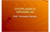 Biologia PPT - Organelas e Citoplasma