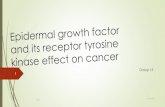 Epidermal growth factor and its receptor tyrosine kinase