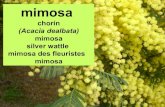 Mimosa, chor­n (Acacia dealbata)