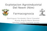 Explotacion agroindustrial del neem (nim)