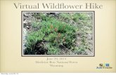 Virtual Wildflower Hike