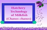 Hatchery technology of milkfish