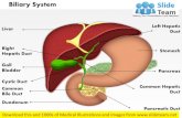 Biliary system medical images for power point