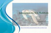 Loggerhead presentation