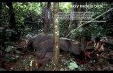 Agony and Ivory: ivory trade is back