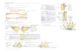 6 Tranatomy 2012 Upper Limb - Tranatomy: Upper Limb 2012 | Page 3 of 11 UPPER LIMB CUTANEOUS INNERVATION,