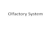 Olfactory System - University of South · PDF file Olfactory System . Gross Anatomy . Olfactory Epithelium . Olfactory Bulb . Olfactory Transduction . Ascending Pathways . Henning’s