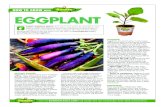 HOW TO GROW WiTH EGGPLANT - Bonnie Plants These stately plants grow well and look beautiful in containers,