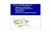 Liver Pathology 4 - Columbia 1. Acute rejection: triad inflammation bile duct damage Liver Transplantation
