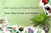 Life Cycles of Seed Plants How They Grow and Adapt