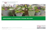 GROWING FLOWERS FROM BULBS - WSU ... Growing Flowers From Bulbs Growing Flowers from Bulbs If you like flowers and enjoy watching them grow, this 4-H project is for you. Growing flowers