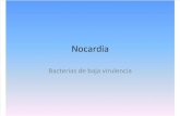 05 Nocardia
