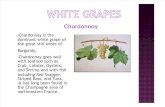 Types of Grapes