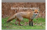 03 Zorro (Vulpes Vulpes) 15-16