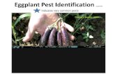 Eggplant Pest Identification - University of ... Eggplant Pest Identification Asiatic garden beetle: