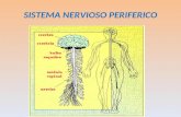 SISTEMA NERVIOSO PERIFERICO. sistema nervioso somtico: voluntario sistema nervioso somtico sistema nervioso aut³nomo o vegetativo: