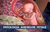 Patologia anexelor fetale
