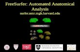 FreeSurfer: Automated Anatomical Analysis