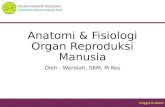 Pertemuan Ke II & III (Anatomi & Fisiologi Organ Reproduksi Manusia)