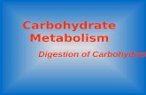 Carbohydrate Metabolism Digestion of Carbohydrate