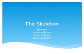 The Skeleton Function Names of Bones Types of Bones Bones and Sport