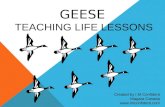 Geese - Teaching Life Lessons