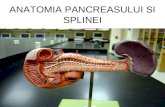 anatomia pancreasului si splinei
