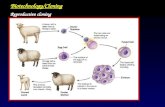 Reproductive cloning Biotechnology/Cloning. Reproductive cloning