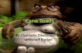 Cane toads