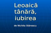 Leoaica tanara